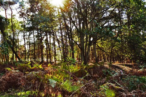 Trees and Sunlight, Coombe Abbey, Coventry