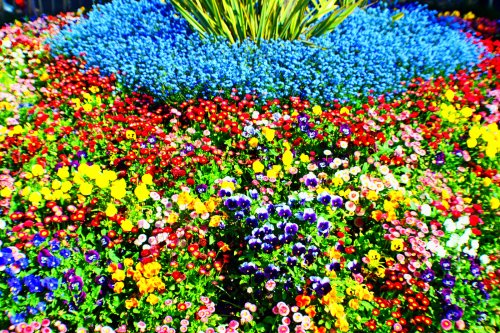 Flowers at the War Memorial Park, Coventry