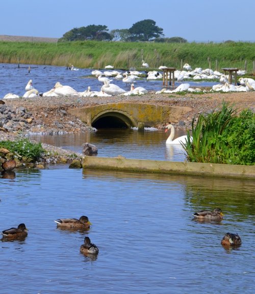 Abbotsbury Swannery