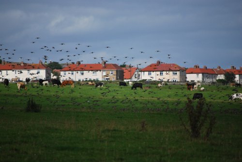 Field full of nature at Whitburn