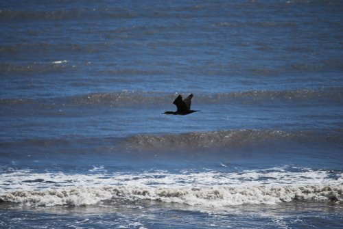 Cormorant at Whitburn