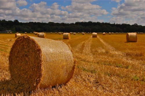 Hay bail in East Peckham
