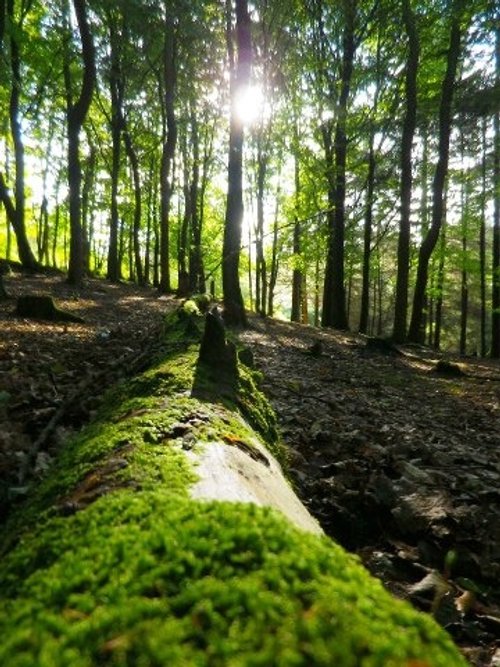 Jack House Forrest, Oswaldtwistle