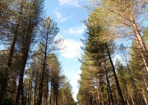 Tentsmuir forest