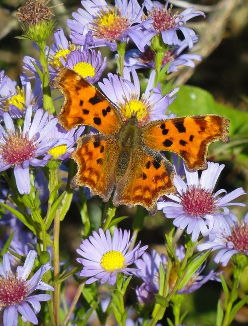 Comma butterfly on the trans Pennine trail near Conisbrough