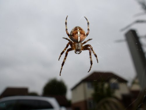 They grow a bit big round here.