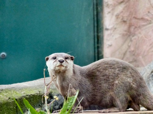 Wildfowl & Wetlands Trust Martin Mere