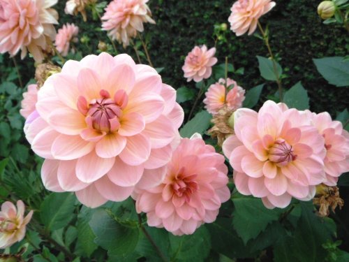 Hampton Court Palace & Gardens