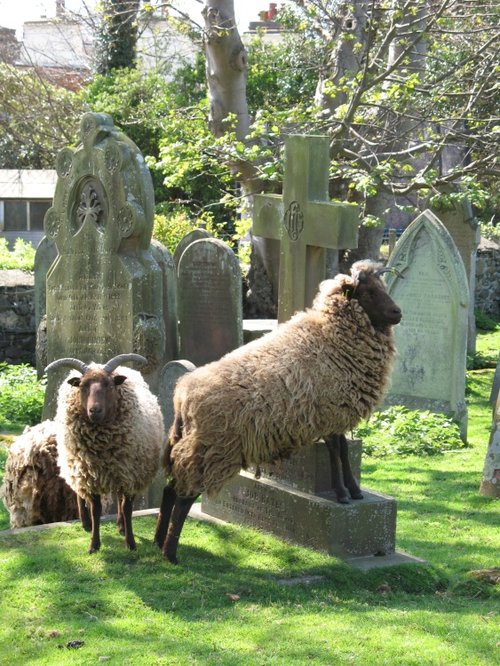 THE MANX LOAGHTAN SHEEP, ISLE OF MAN