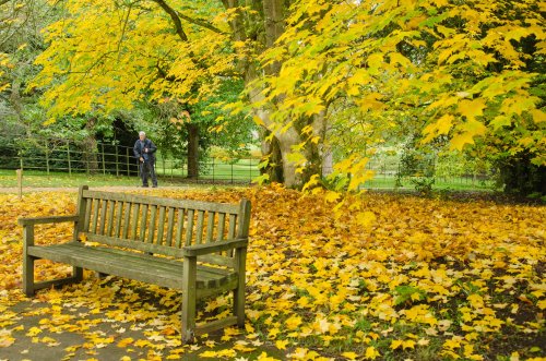Yellow Maple at Batsford