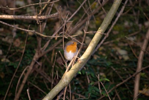 Robin In Roker Park