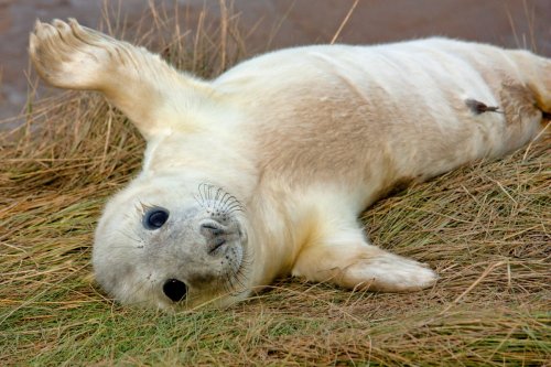 Grey Seal pup At Donna Nook
