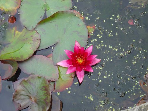 Penshurst Place and Gardens