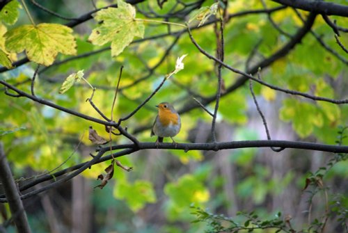 Friendly Robin In Roker Park