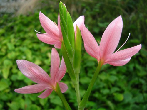 Pink Hesperantha