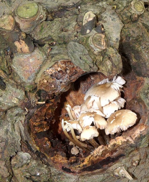 Fungi in a tree at Wanlip