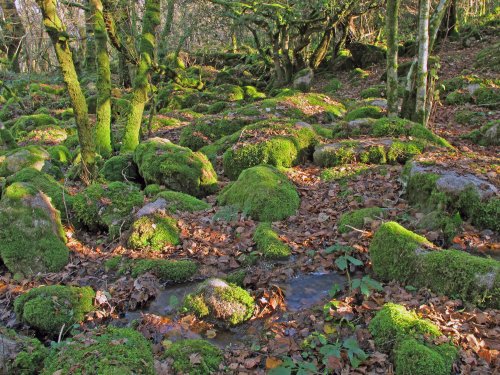 Deep in a Dartmoor wood