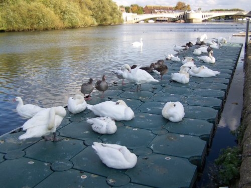 Swans on the River Thames, Reading