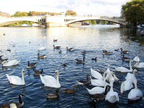 Swans and ducks, River Thames, Reading