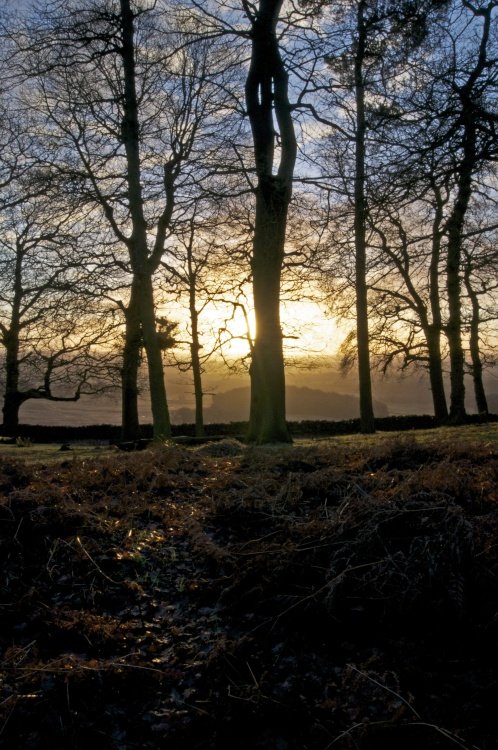 Bradgate Park at Sunrise