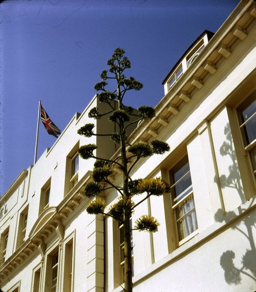 A rare sight in England.