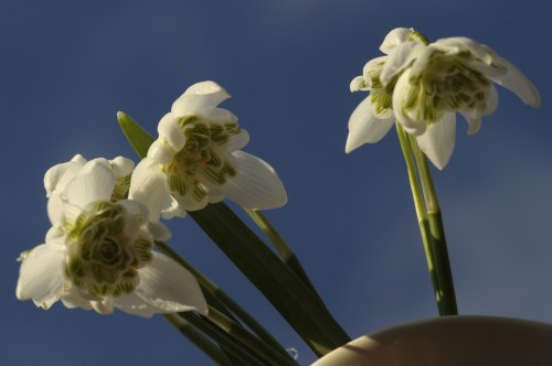 More Snowdrops, Steeple Claydon, Bucks