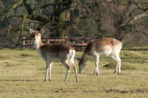 Bradgate Park
