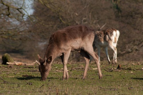 Bradgate Park
