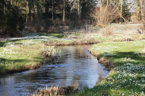 Snowdrop Walk Walsingham Abbey
