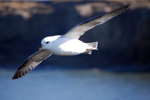 Kittiwake at Marsden Cliffs