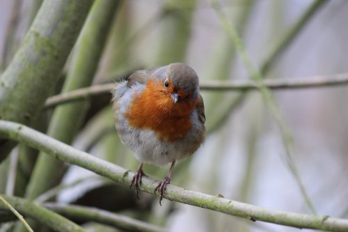 Robin at Astbury Mere
