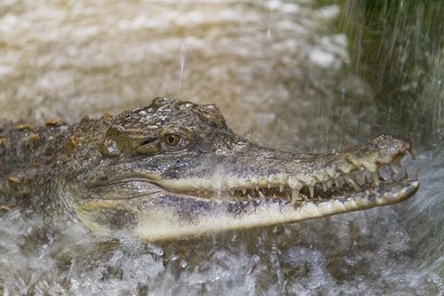 Colchester zoo,Alligator