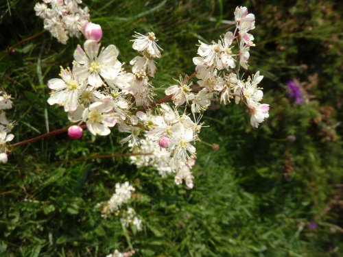 Berry Head Country Park