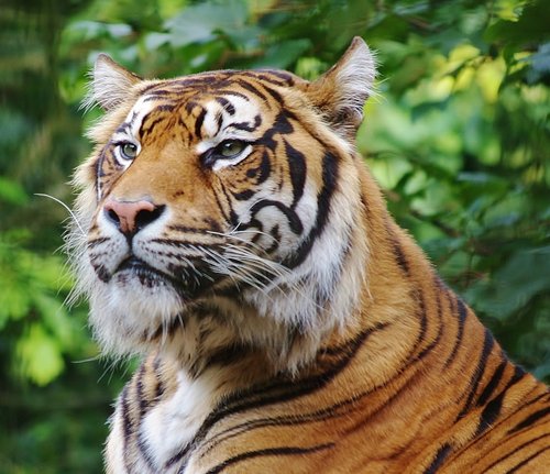 Zen at the Welsh Mountain Zoo