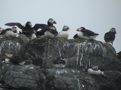Farne Islands