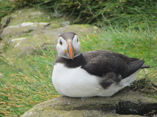Puffin