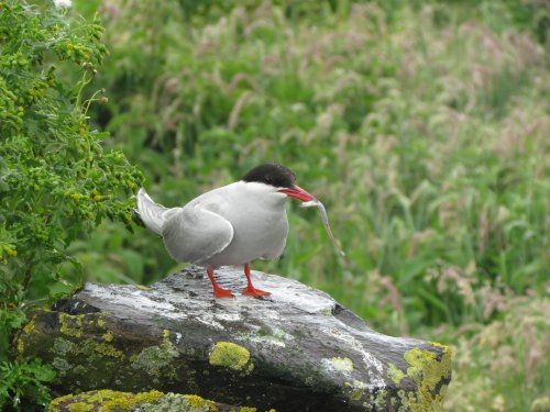 Farne Islands