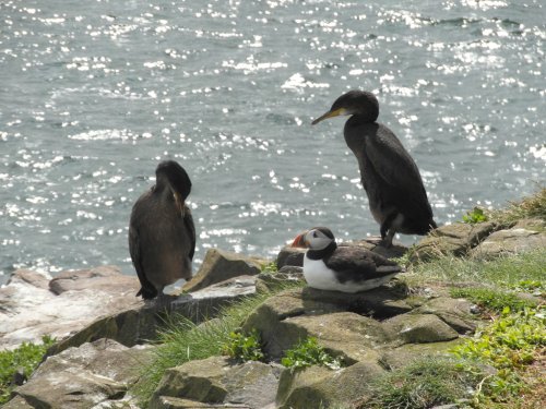 Farne Islands
