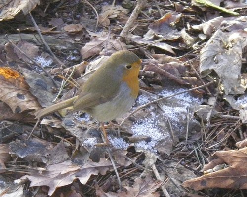 Clumber Country Park