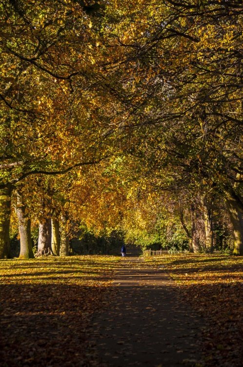 Abington Park Museum