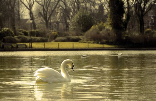 Tranquil pond at Roker