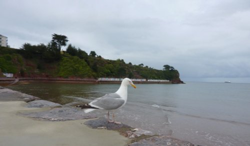 Paignton