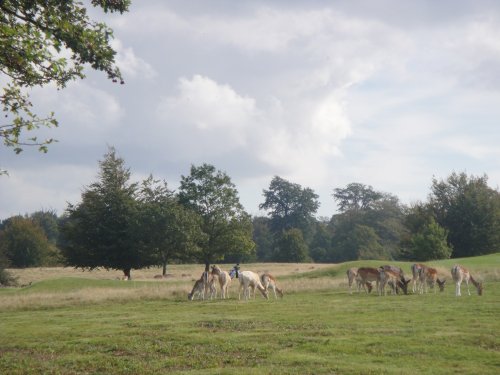Sevenoaks Weald