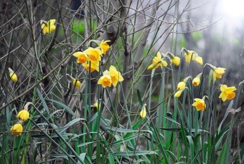 Colour in Roker Park