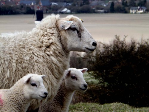 Sheep and Lambs on Pitstone Hill, Pitstone, Bucks