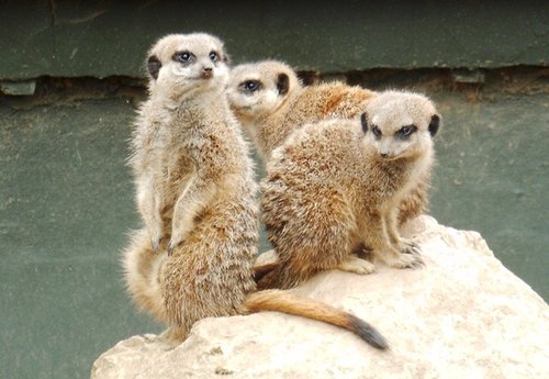 Twycross Zoo, meerkats