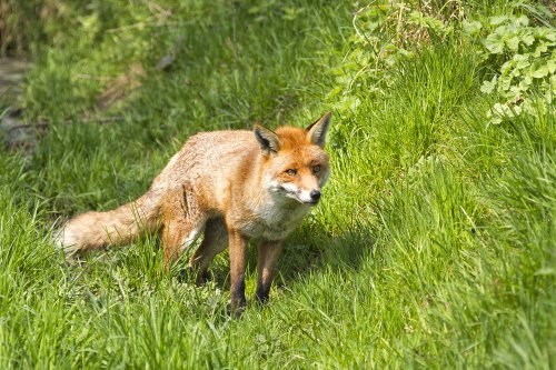 The British Wildlife Centre, Newchapel