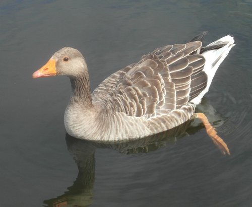 Filey Dams Nature Reserve