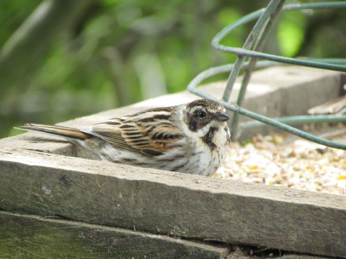 Filey Dams Nature Reserve