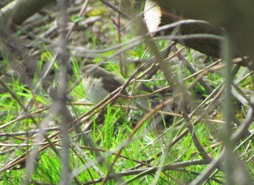 Filey Dams Nature Reserve